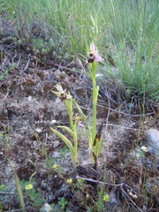 Ophrys scolopax apiformis