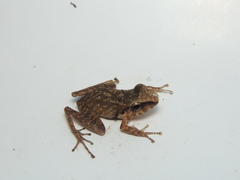 Pristimantis achatinus