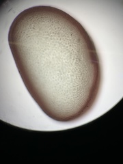 Ahnfeltiopsis linearis