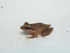 Pristimantis achatinus
