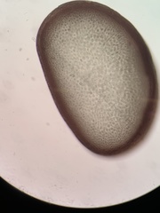 Ahnfeltiopsis linearis