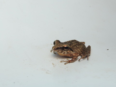 Pristimantis achatinus