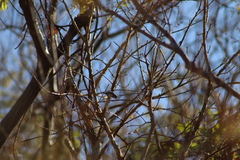 Polioptila nigriceps