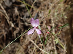 Clarkia modesta