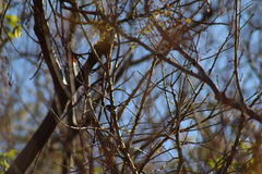 Polioptila nigriceps