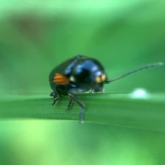 Cryptocephalus moraei