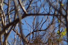 Polioptila nigriceps