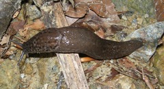 Limax subalpinus