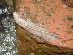 Tandonia rustica