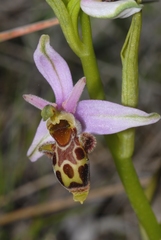 Ophrys scolopax apiformis