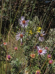 Diplostephium oblanceolatum