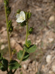 Phacelia viscida albiflora