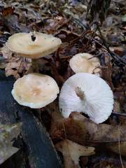 Melanoleuca alboflavida