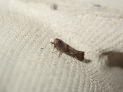 Swammerdamia pyrella