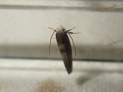 Swammerdamia pyrella
