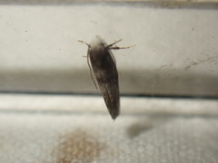Swammerdamia pyrella