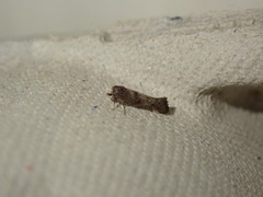 Swammerdamia pyrella