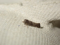 Swammerdamia pyrella