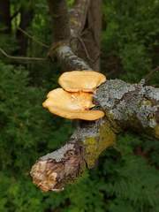 Neofavolus americanus