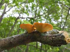 Neofavolus americanus