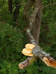 Neofavolus americanus