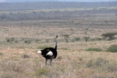 Struthio molybdophanes