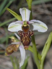 Ophrys scolopax apiformis