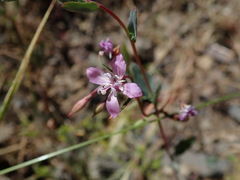 Clarkia modesta
