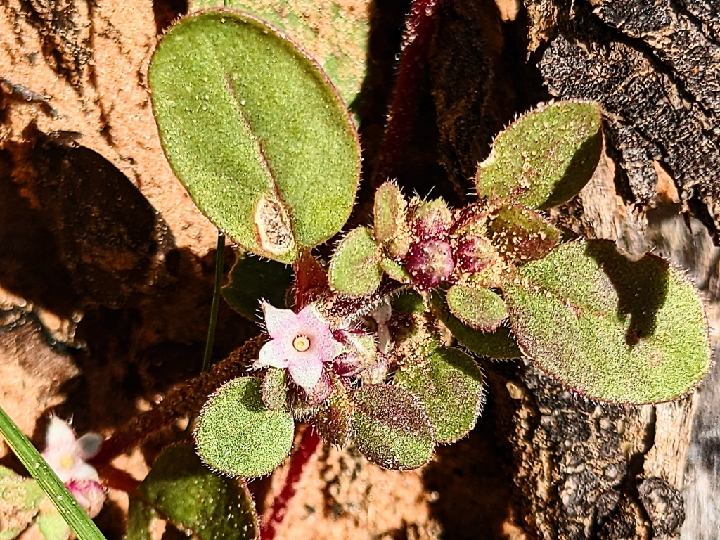 Trianthema pilosum