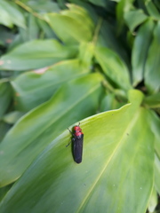 Aulacizes quadripunctata