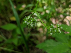 Valerianella radiata
