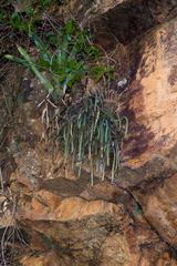 Pfeiffera ianthothele