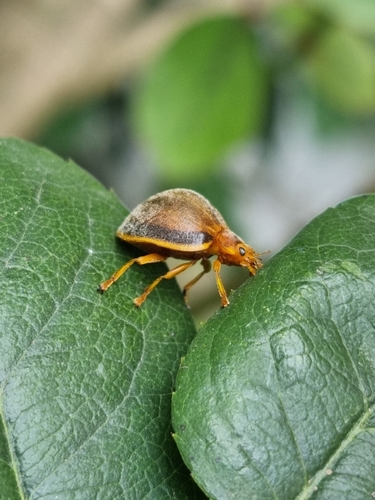 Epilachna cacica photo 3