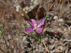Clarkia modesta