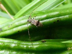 Leiopus femoratus