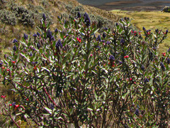 Monnina salicifolia