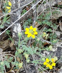Coronilla minima