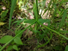 Valerianella radiata