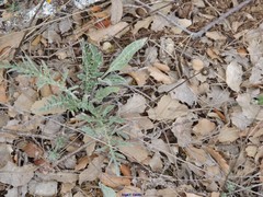 Leuzea conifera