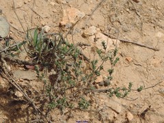 Helianthemum asperum