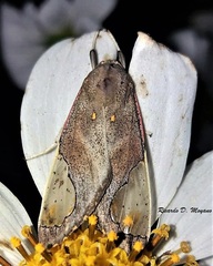 Bertholdia specularis