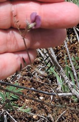 Vicia peregrina