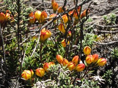 Gentianella hirculus