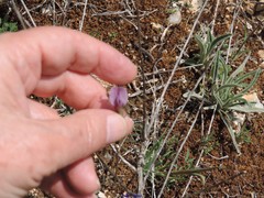 Vicia peregrina