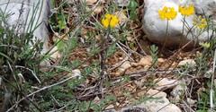 Hippocrepis scabra
