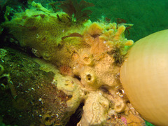 Halichondria panicea