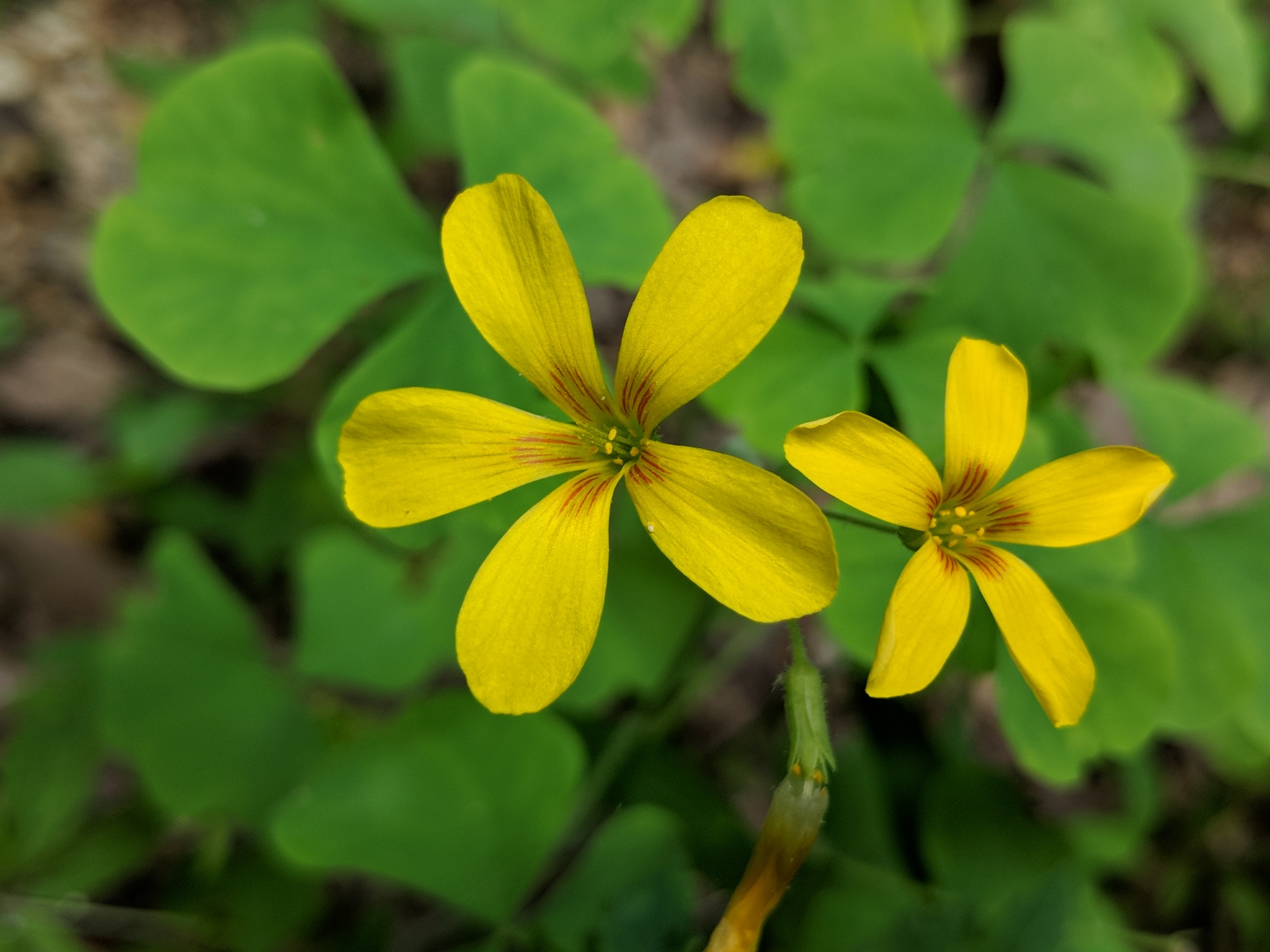 Oxalis illinoensis