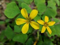 Oxalis illinoensis