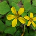 Oxalis illinoensis - Photo (c) larryy, algunos derechos reservados (CC BY-NC), subido por larryy