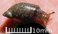 Kanab Ambersnail